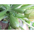 Light long green  vegetable cucurbita pepo hybrid summer squash seeds